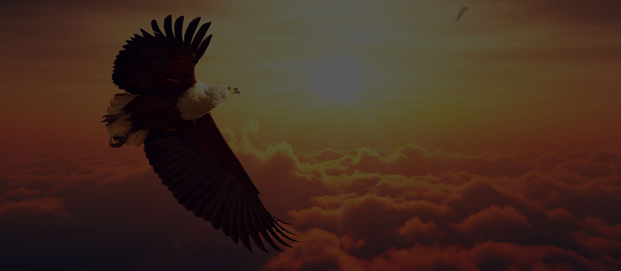 bird slider bird slider